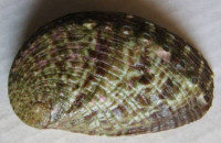Haliotis rugosa  Lamarck, 1822